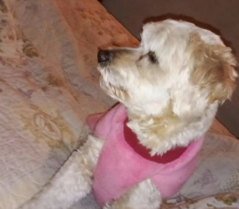 Sin Foto